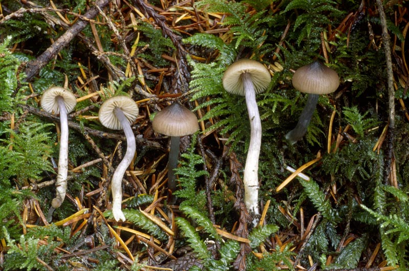 Rhodocybe trachyospora